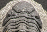 07753 - Top Qality 2.57 Inch Austerops sp Lower Devonian Trilobite