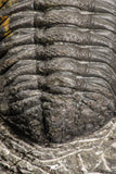 07753 - Top Qality 2.57 Inch Austerops sp Lower Devonian Trilobite