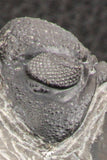 07753 - Top Qality 2.57 Inch Austerops sp Lower Devonian Trilobite