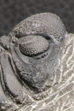 07753 - Top Qality 2.57 Inch Austerops sp Lower Devonian Trilobite