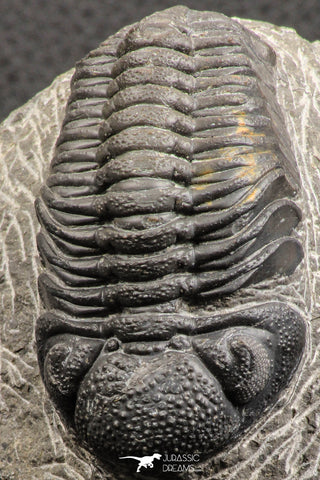 07753 - Top Qality 2.57 Inch Austerops sp Lower Devonian Trilobite