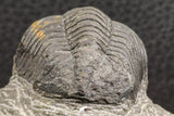 07753 - Top Qality 2.57 Inch Austerops sp Lower Devonian Trilobite