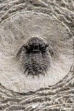 07755 - Top Rare Lichid Trilobite 0.52 Inch Acanthopyge (Lobopyge) bassei Lower Devonian
