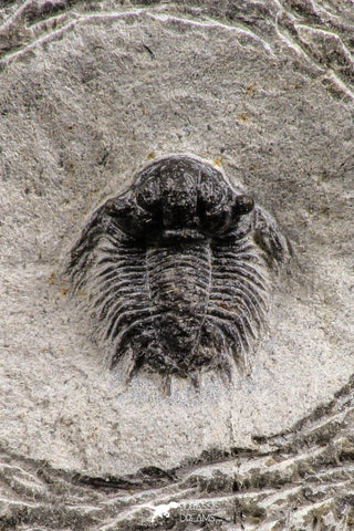 07755 - Top Rare Lichid Trilobite 0.52 Inch Acanthopyge (Lobopyge) bassei Lower Devonian