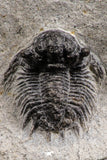 07755 - Top Rare Lichid Trilobite 0.52 Inch Acanthopyge (Lobopyge) bassei Lower Devonian