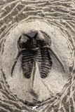 07756 - Well Preserved 1.04 Inch "Devil Horned" Cyphaspis walteri Devonian Trilobite