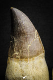 22182 - Great Collection of 2 Top Huge Rooted Mosasaur (Prognathodon anceps) Teeth