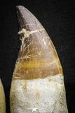 22182 - Great Collection of 2 Top Huge Rooted Mosasaur (Prognathodon anceps) Teeth