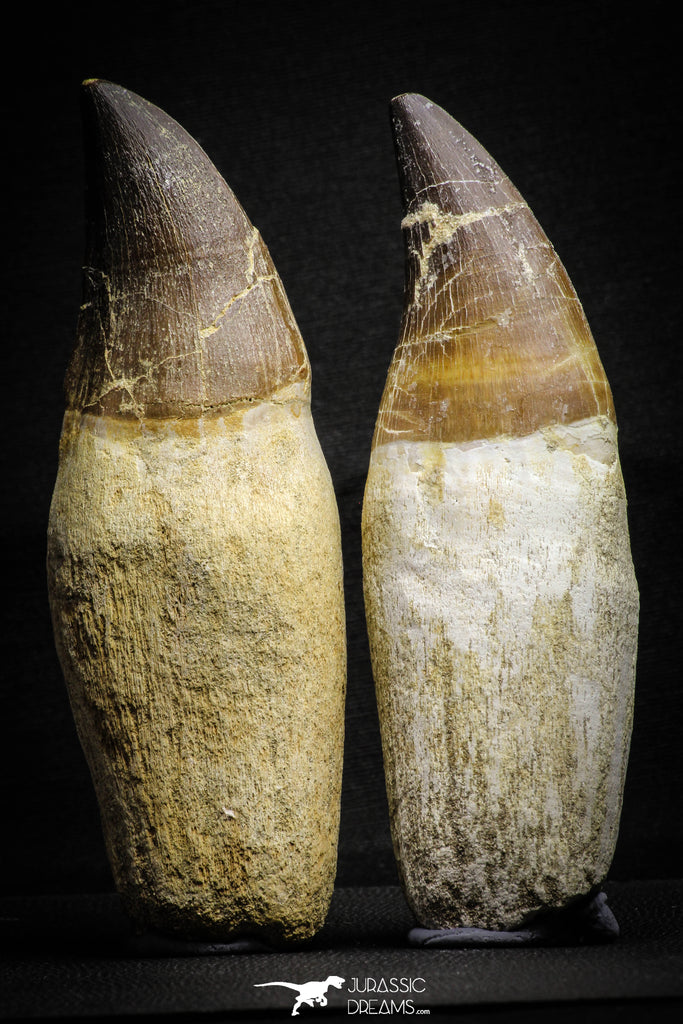 22182 - Great Collection of 2 Top Huge Rooted Mosasaur (Prognathodon anceps) Teeth