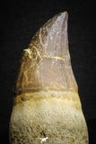 22182 - Great Collection of 2 Top Huge Rooted Mosasaur (Prognathodon anceps) Teeth