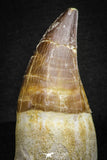 22182 - Great Collection of 2 Top Huge Rooted Mosasaur (Prognathodon anceps) Teeth