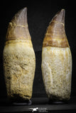 22182 - Great Collection of 2 Top Huge Rooted Mosasaur (Prognathodon anceps) Teeth