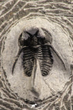 07756 - Well Preserved 1.04 Inch "Devil Horned" Cyphaspis walteri Devonian Trilobite