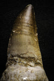 22183 - Great Collection of 2 Top Huge Rooted Mosasaur (Prognathodon anceps) Teeth