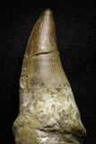 22183 - Great Collection of 2 Top Huge Rooted Mosasaur (Prognathodon anceps) Teeth