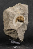 07757 - Top Quality 0.75 Inch Onnia sp Ordovician Trilobite