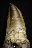 22183 - Great Collection of 2 Top Huge Rooted Mosasaur (Prognathodon anceps) Teeth