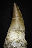 22183 - Great Collection of 2 Top Huge Rooted Mosasaur (Prognathodon anceps) Teeth