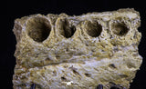 20509 - Museum Grade 3.35 Inch Elasmosaurus (Zarafasaura oceanis) Partial Maxillary Bone Cretaceous