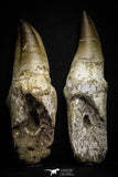 22183 - Great Collection of 2 Top Huge Rooted Mosasaur (Prognathodon anceps) Teeth