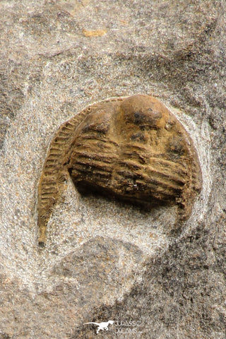 07757 - Top Quality 0.75 Inch Onnia sp Ordovician Trilobite