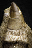 22184 - Top Huge Rooted 6.38 Inch Mosasaur (Prognathodon anceps) Tooth in Matrix