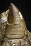 22184 - Top Huge Rooted 6.38 Inch Mosasaur (Prognathodon anceps) Tooth in Matrix