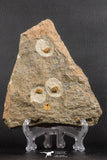 07758 - Nicely Preserved Mass Mortality Plate 4 Onnia sp Ordovician Trilobites