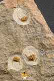 07758 - Nicely Preserved Mass Mortality Plate 4 Onnia sp Ordovician Trilobites