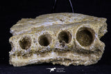 20509 - Museum Grade 3.35 Inch Elasmosaurus (Zarafasaura oceanis) Partial Maxillary Bone Cretaceous