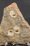 07758 - Nicely Preserved Mass Mortality Plate 4 Onnia sp Ordovician Trilobites