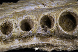 20509 - Museum Grade 3.35 Inch Elasmosaurus (Zarafasaura oceanis) Partial Maxillary Bone Cretaceous