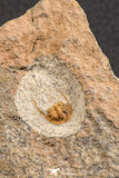 07758 - Nicely Preserved Mass Mortality Plate 4 Onnia sp Ordovician Trilobites