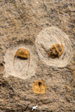 07758 - Nicely Preserved Mass Mortality Plate 4 Onnia sp Ordovician Trilobites