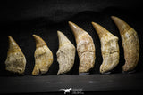 22187 - Great collection of 6 Platecarpus ptychodon (Mosasaur) Rooted Teeth