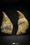 22187 - Great collection of 6 Platecarpus ptychodon (Mosasaur) Rooted Teeth