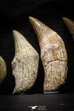 22187 - Great collection of 6 Platecarpus ptychodon (Mosasaur) Rooted Teeth