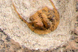 07758 - Nicely Preserved Mass Mortality Plate 4 Onnia sp Ordovician Trilobites