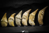 22187 - Great collection of 6 Platecarpus ptychodon (Mosasaur) Rooted Teeth