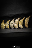 22187 - Great collection of 6 Platecarpus ptychodon (Mosasaur) Rooted Teeth