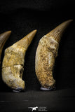 22187 - Great collection of 6 Platecarpus ptychodon (Mosasaur) Rooted Teeth