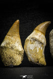 22187 - Great collection of 6 Platecarpus ptychodon (Mosasaur) Rooted Teeth