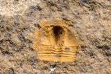 07758 - Nicely Preserved Mass Mortality Plate 4 Onnia sp Ordovician Trilobites
