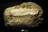 22188 - Top Grade Halisaurus arambourgi (Mosasaur) Partial Right Hemi-Maxillary in Matrix Cretaceous