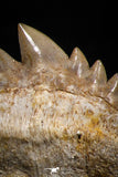 04909 - Collector Grade 1.84 Inch Notidanodon loozi (Cow Shark) Tooth