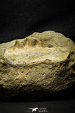 22188 - Top Grade Halisaurus arambourgi (Mosasaur) Partial Right Hemi-Maxillary in Matrix Cretaceous
