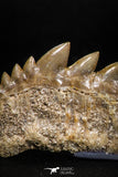 04909 - Collector Grade 1.84 Inch Notidanodon loozi (Cow Shark) Tooth