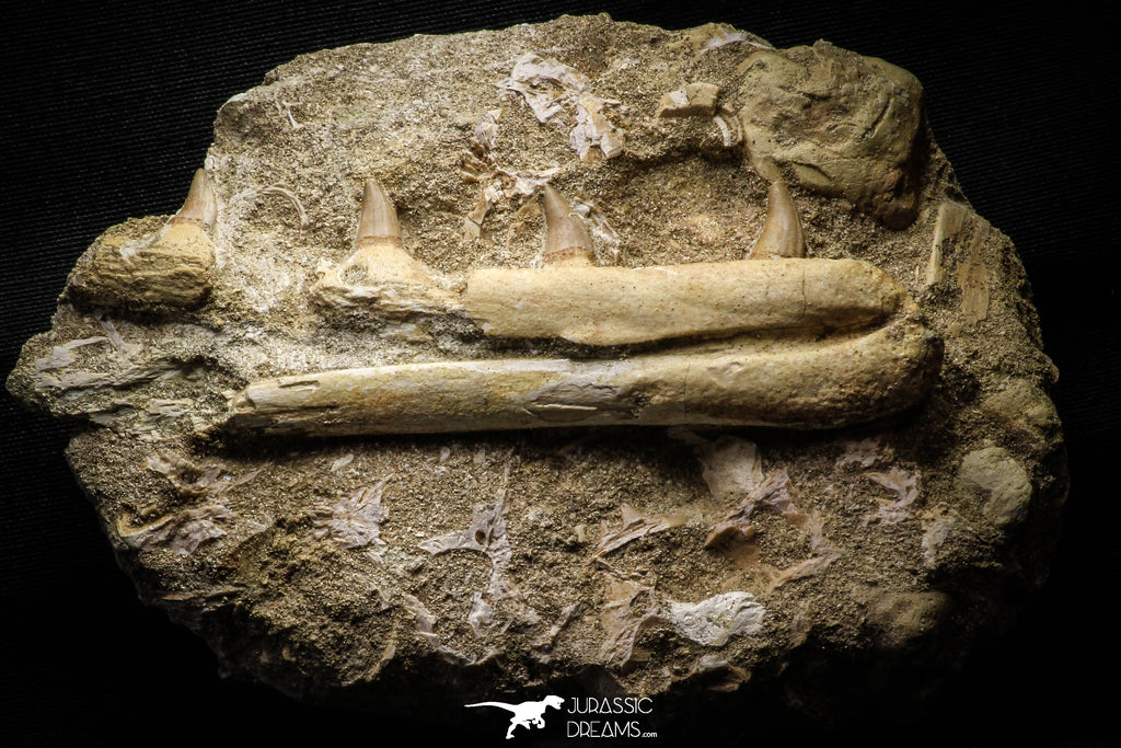 22189 - Great Halisaurus arambourgi (Mosasaur) Partial Left Hemi-Jaw in Matrix Cretaceous