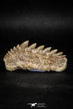 04909 - Collector Grade 1.84 Inch Notidanodon loozi (Cow Shark) Tooth