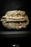 22189 - Great Halisaurus arambourgi (Mosasaur) Partial Left Hemi-Jaw in Matrix Cretaceous